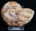 Sliced Phylloceras Ammonite (Half) - #10014-1